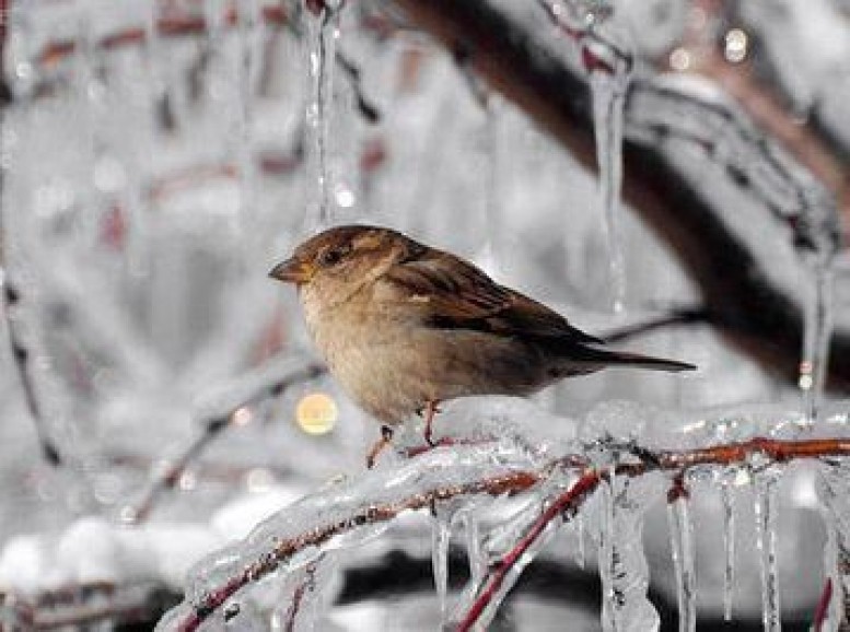 Hava bu tarixdən soyuyur - Dəhşətli şaxtalar gəlir