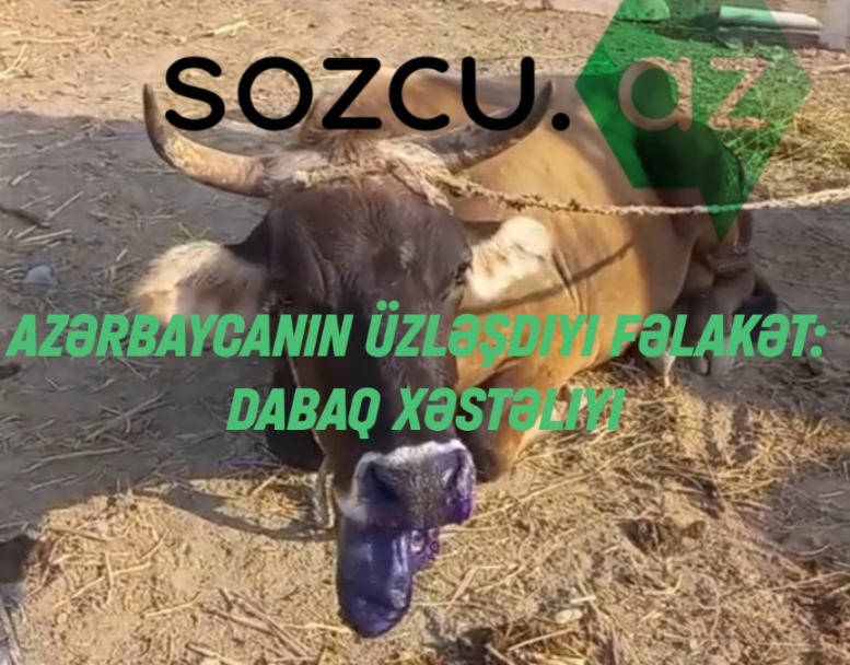 Azərbaycanın üzləşdiyi fəlakət : Dabaq xəstəliyi