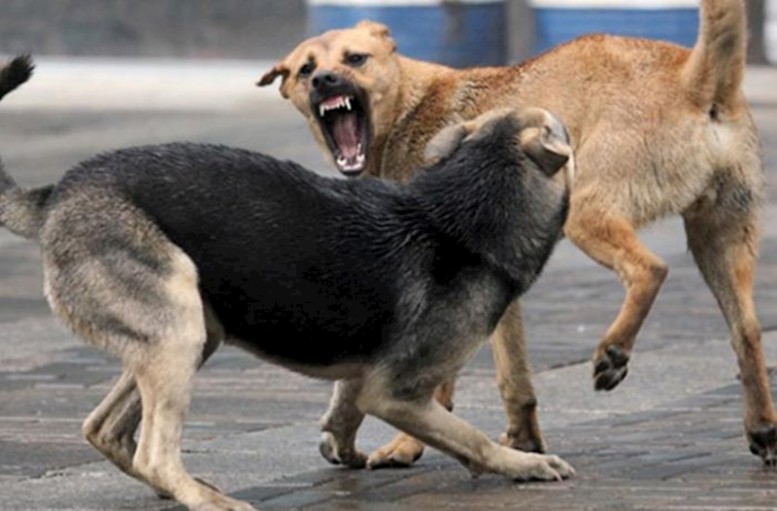 Ağsuda qorxu dolu səhər – Küçə itləri məktəbə gedənləri hədəfə alır