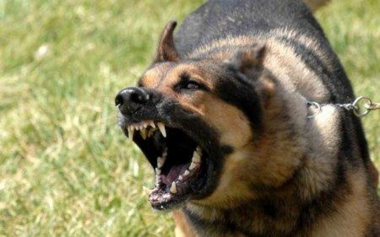 Çoban itinin öldürdüyü kişi ötən il də hücuma məruz qalıbmış - TƏFƏRRÜAT