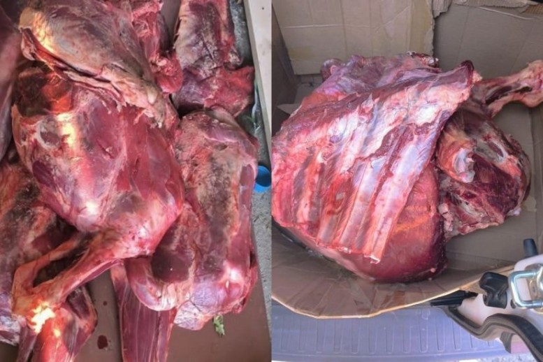 İki qurumdan BİRGƏ ƏMƏLİYYAT: Altı nəfər saxlanıldı, iki tona yaxın yararsız ət aşkarlandı - VİDEO