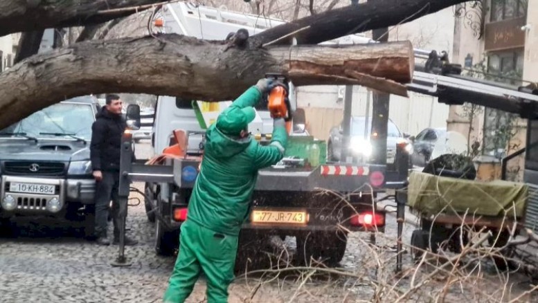 Güclü külək Bakıda 78 ağacı sındırdı