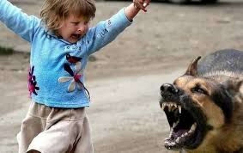 Suraxanıda itlər məktəblilərə hücum etdi: 2 azyaşlı yaralandı — FOTO